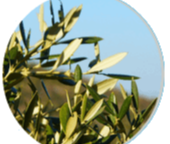 Olive leaf ingredient in Neuro Serge